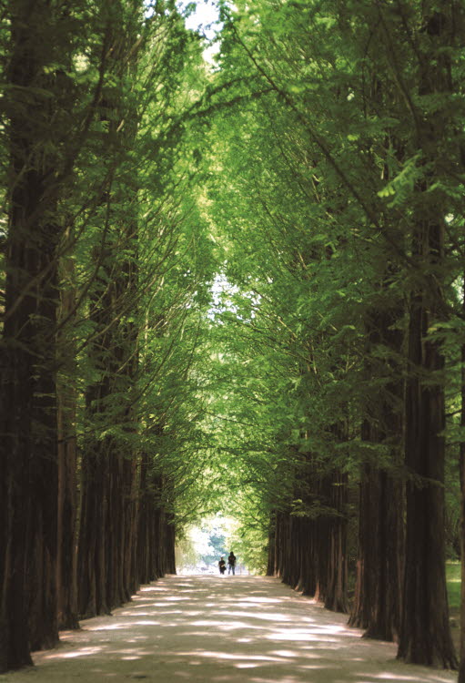 南怡島水杉林蔭大道（圖片提供：江原道道廳）