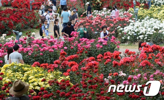 首爾大公園舉辦玫瑰節(jié)慶典 顯忠日假期感受玫瑰浪漫情懷【組圖】